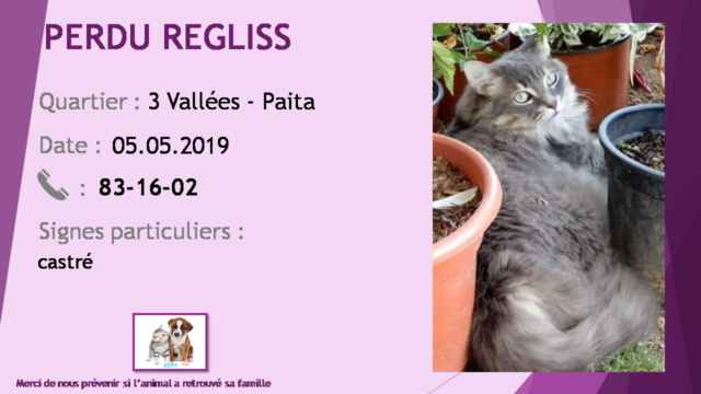 PERDU REGLISS chat gris avec un peu de blanc poils longs castré aux 3 Vallées Paita le 05/05/2019 20190639