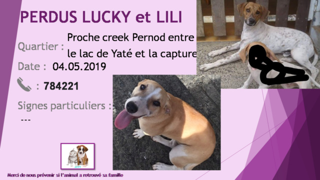 chien - PERDUS LUCKY et LILI 1 chien blanc avec tête bringée clair et 1 chien baige avec un peu de blanc proche creek Pernod le 04/05/2019 20190643