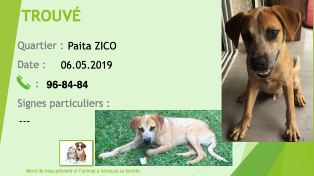 chien - TROUVE jeune bouvier australien (chien rouge) à Paita Zico le 06/05/2019 20190662