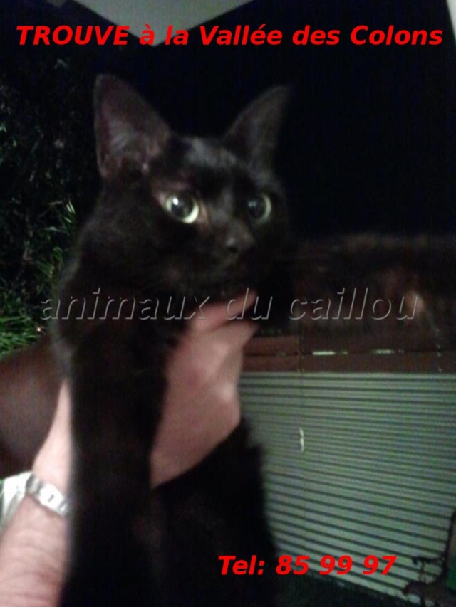 TROUVE chat noir à la Vallée des Colons depuis le 24/09/2012 Auckla10