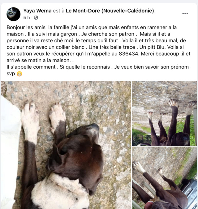 Trouvé - TROUVE pitbull noir chaussettes bout de queue tour de cou poitrail blancs collier chaine à Saint Michel Mont Dore le 20.11.2022 Captu108