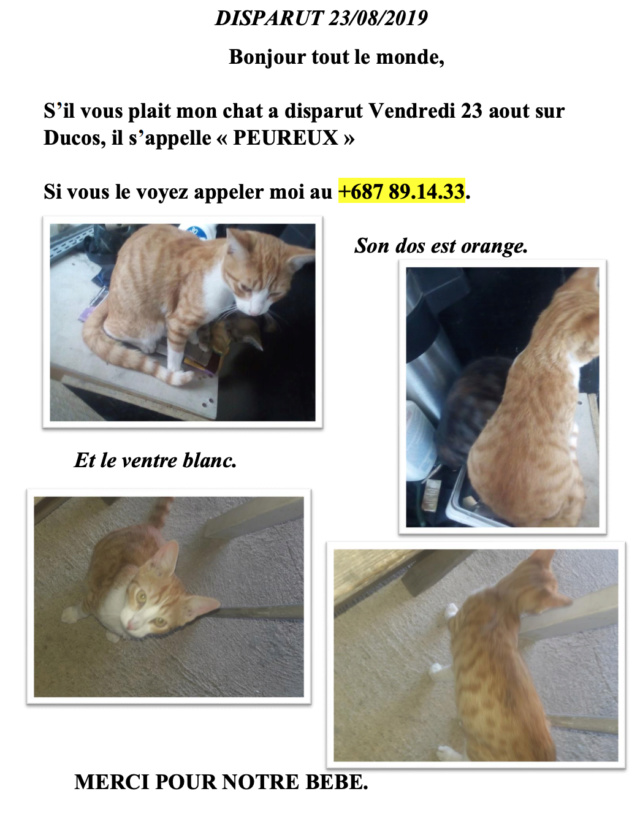 PERDU chat tigré roux chaussettes et poitrail nez blancs à Ducos le 23/08/2019 Captur15