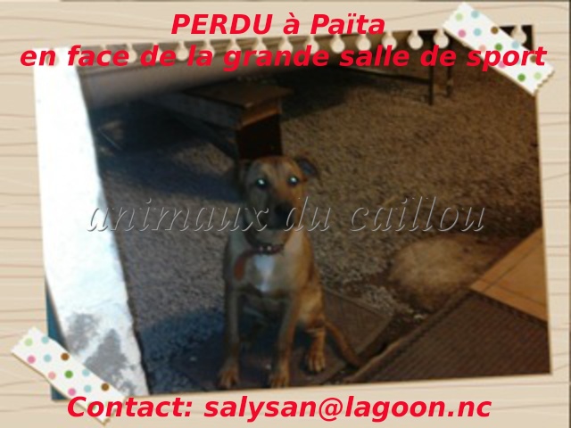 PERDU chien marron en face de la grande salle de sport à Païta le 13/08/2012 Chien_11