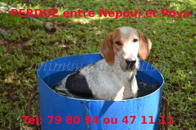 PERDUE chienne de chasse marron, noire et blanche entre Poya et Népoui le 14/08/2012 Chienn13