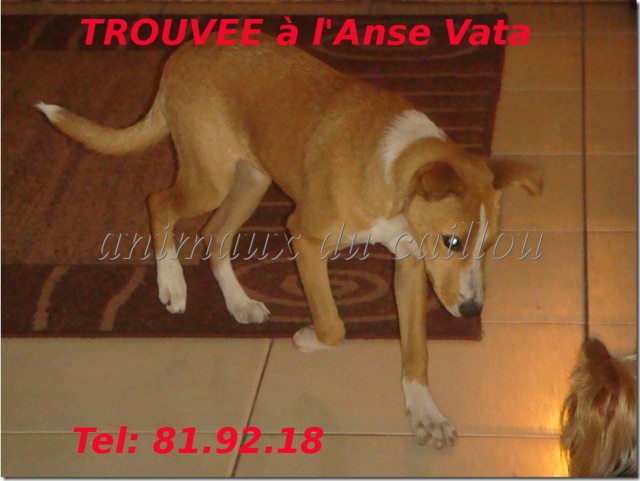 TROUVEE chienne marron et blanche à l'Anse Vata le 07/09/2012 Chienn18
