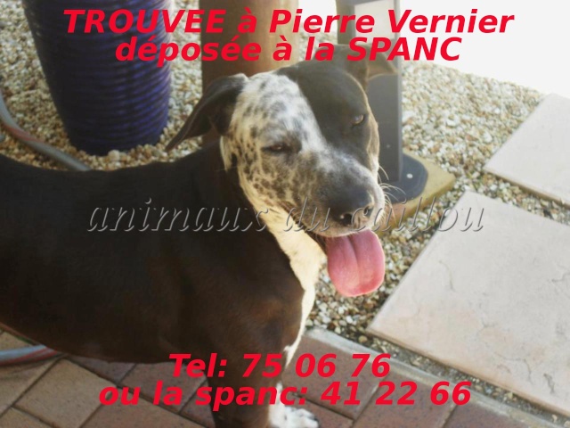TROUVEE jeune chienne noire et blanche à Pierre Vernier le 17/10/2012 Chienn22