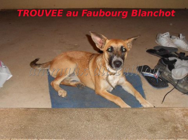 TROUVEE croisée berger fauve, collier cuir marron au Faubourg Blanchot le 30/08/2012 Croisa13