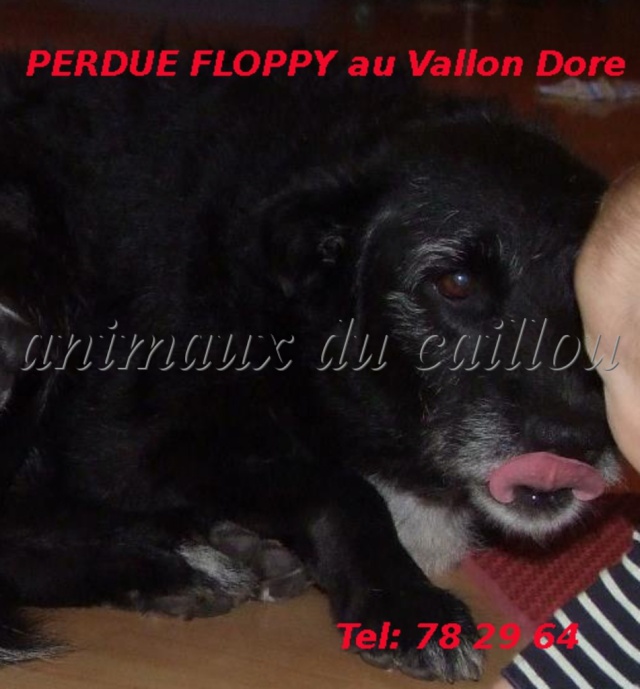 PERDUE Floppy chienne noire avec poitrail blanc taille moyenne depuis le 25/09/2012 Floppy10