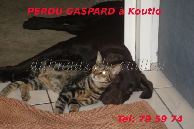 PERDU GASPARD chat tigré à Koutio le 08/08/2012 Gaspar10