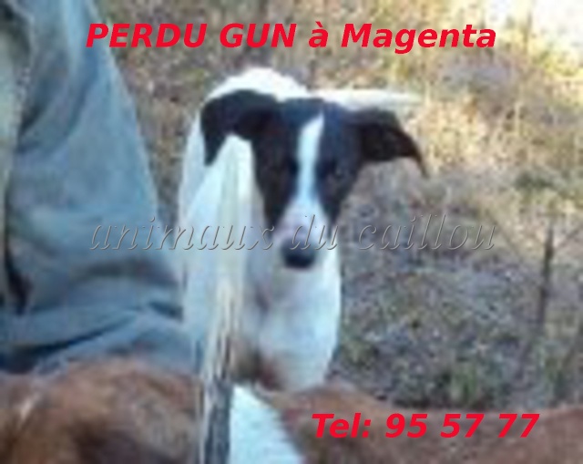 levrier - PERDU GUN lévrier noir et blanc à Magenta le 18/08/2012 Gun10