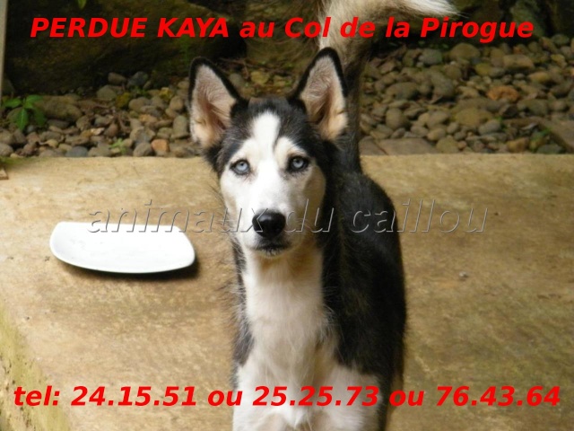labrador - PERDUES KAYA, husky et Hélia, croisée berger/labrador au Col de la Pirogue le 19/09/2012 Kaya_p10