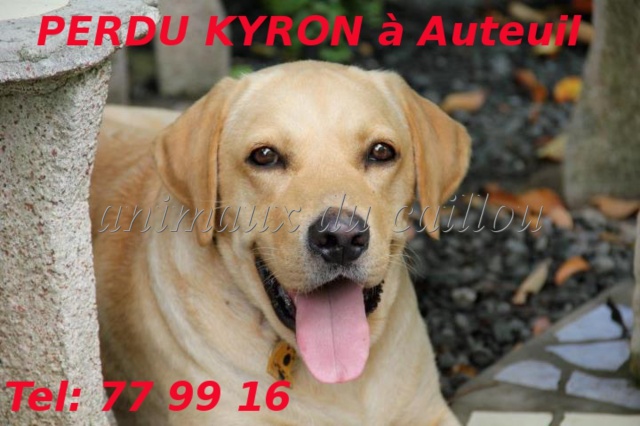 PERDU KYRON labrador sable à Auteuil le mardi 14 août 2012 Kyron11