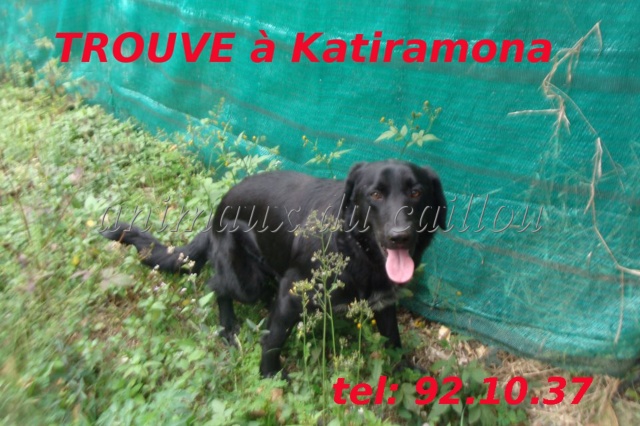 labrador - TROUVE labrador noir à Katiramona le 14/09/2012 Lab_no11