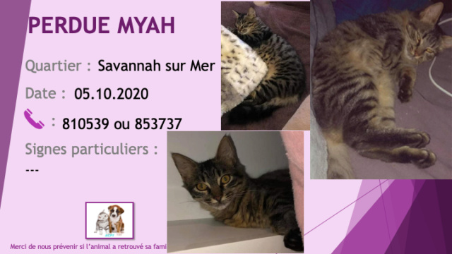 savannah - PERDUE MYAH chatte tigrée noire et beige à Savannah sur Mer le 05/10/2020 Perd1008