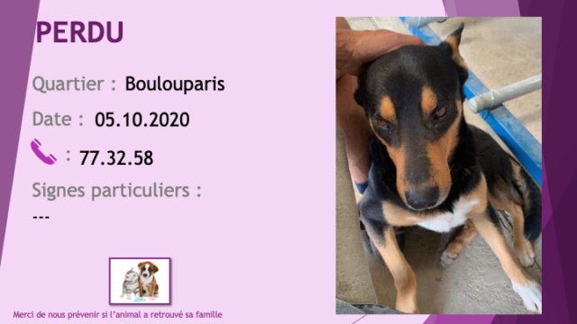 PERDU type doberman noir et feu tache poitrail et chaussettes blanches à Boulouparis le 05/10/2020 Perd1010