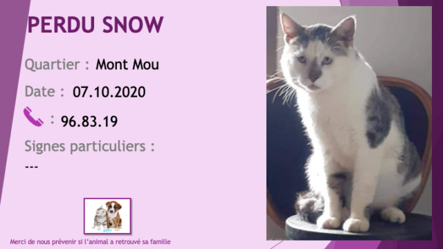 PERDU SNOW chat blanc et tigré gris au Mont Mou le 07/10/2020 Perd1014