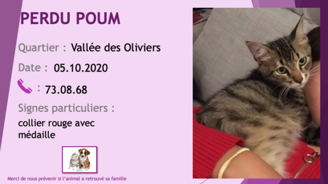 PERDU POUM jeune chat tigré beige noir de 7 mois collier avec médaille à la Vallée des Oliviers le 05/10/2020 Perd1030