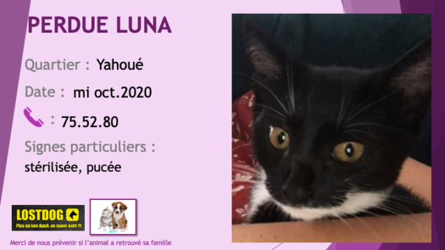 chatte - PERDUE LUNA chatte noire avec un peu de blanc stérilisée et pucée à Yahoué mi octobre 2020 Perd1033