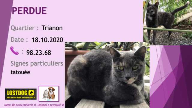 chatte - PERDUE chatte à dominance grise (souris) avec du beige et du blanc tatouée au Trianon le 18/10/2020 Perd1035
