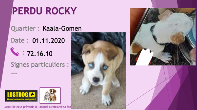 PERDU ROCKY chiot de 2 mois et demi croisé pitbull bouvier australien (rouge) blanc et beige yeux bleus à Kaala-Gomen le 01/11/2020 Perd1053