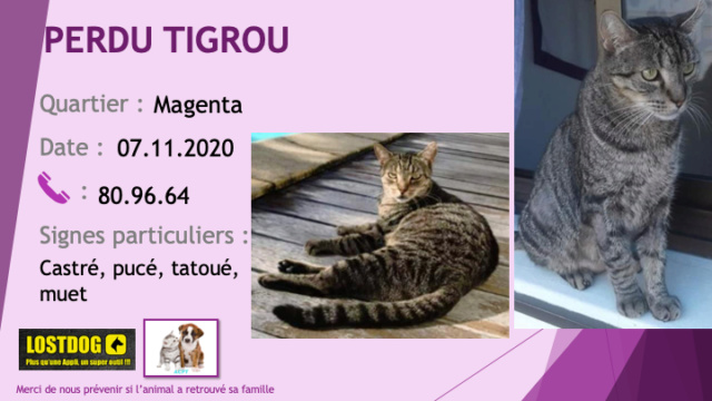 PERDU TIGROU chat tigré muet castré tatoué pucé à Magenta le 07/11/2020 Perd1068
