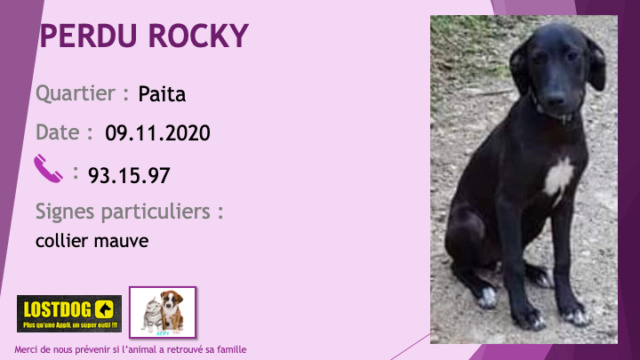 levrier - PERDU ROCKY chiot croisé lévrier pitbull noir tache poitrail et chaussettes blanches collier mauve à Paita lot. Axelle le 09/11/2020 Perd1070