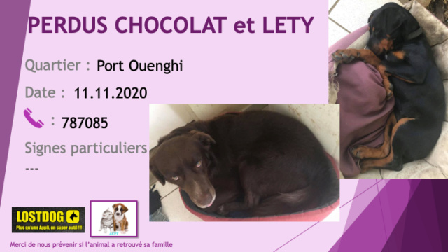 PERDUS CHOCOLAT labrador chocolat et LETY Rottweiler à Port Ouenghi le 11/11/2020 Perd1071