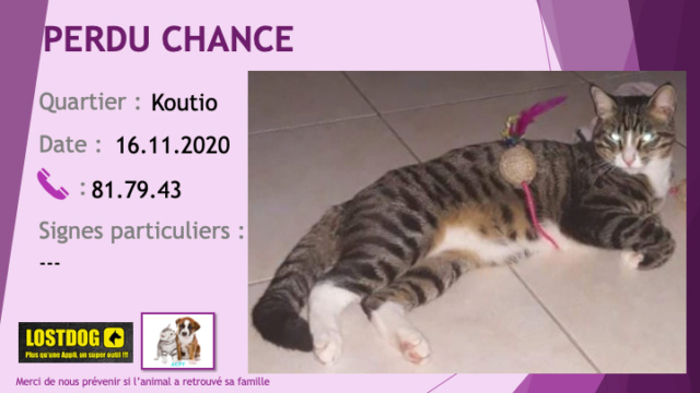 PERDU CHANCE chat tigré chaussettes ventre cou blancs à Koutio le 16/11/2020 Perd1079