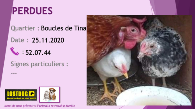 blanche - PERDUES 2 poules 1 blanche et 1 grise secteur boucles de Tina le 25/11/2020 Perd1085