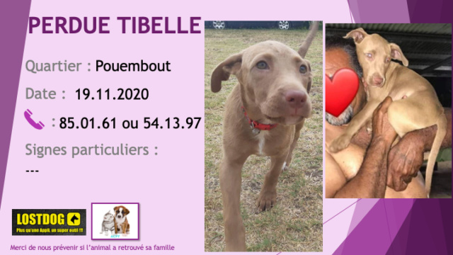 PERDUE TIBELLE Chiot femelle Pitbull marron 3 mois tache blanche sur le poitrail yeux clairs à Pouembout le 19/11/2020 Perd1088