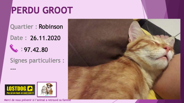 PERDU GROOT chat tigré roux à Robinson le 26/11/2020 Perd1090