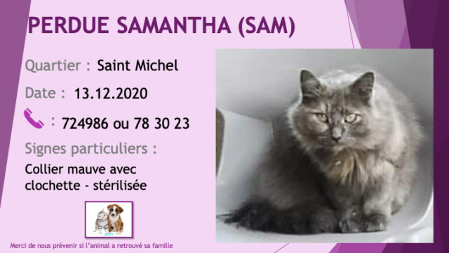 chatte - PERDUE SAMANTHA (SAM) chatte grise clair grise foncé poils longs stérilisée collier mauve avec clochette à Saint Michel le 13/12/2020 Perd1117