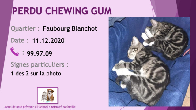 PERDU CHEWING GUM chaton tigré beige et noir grosses rayures chaussettes blanches au Faubourg Blanchot le 11/12/2020 Perd1136