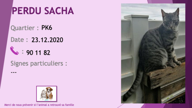 PERDU SACHA chat tigré gris et noir au PK6 le 23/12/2020 Perd1155