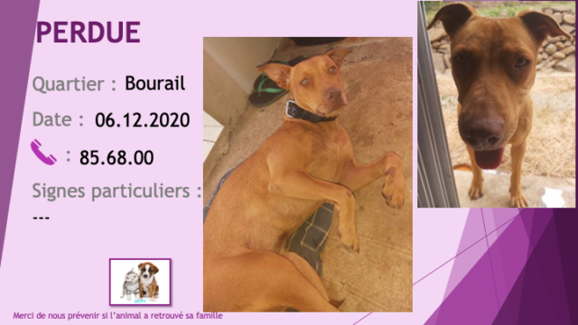 marron - PERDUE chienne croisée Pitbull marron clair (fauve) yeux clairs collier large marron au Djebel Bourail le 06/12/2020 Perd1188