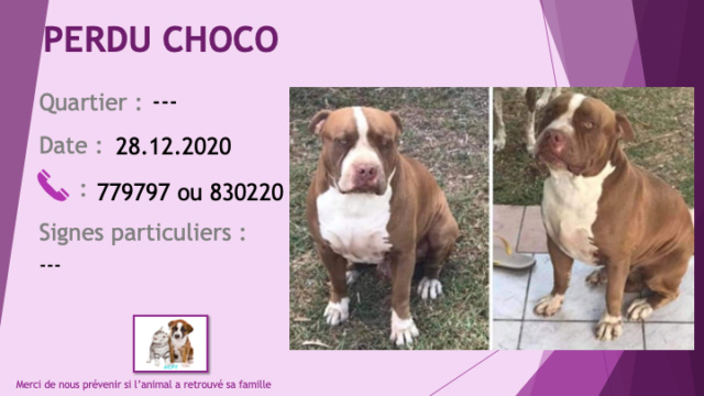 marron - PERDU CHOCO pitbull marron (chocolat) chaussettes, poitrail, nez et liste blancs le 28/12/2020 Perd1190