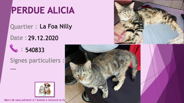 chatte - PERDUE ALICIA chatte tigrée beige et noire tatouée R25 à La Foa Nilly le 29/12/2020 Perd1196