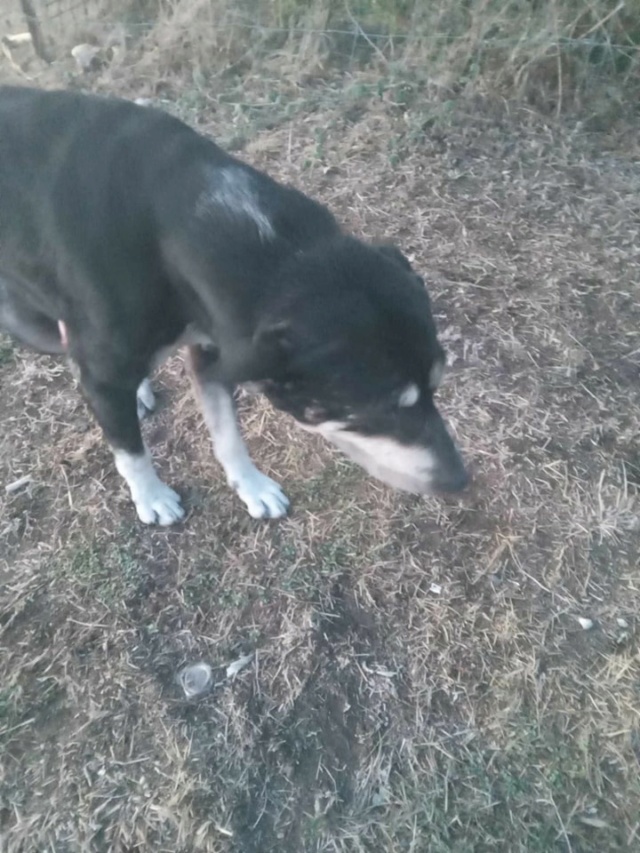 Noire - PERDU BOYCA chien noire et crème oreilles semi tombantes taches blanches sur le cou à Kamere le 13.03.2024 Perd1211