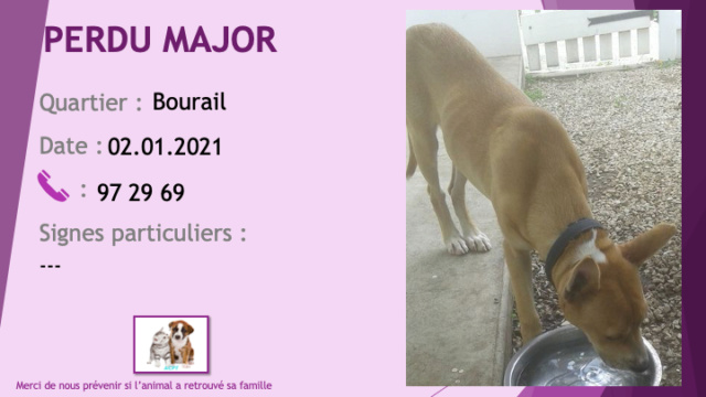 PERDU MAJOR chien fauve (beige marron clair) chaussettes et tache sur le cou blanches à Bourail le 02/01/2021 Perd1222