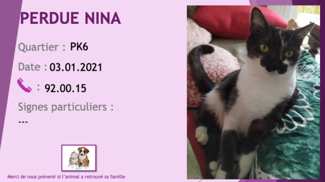 PERDUE NINA chatte noire et blanche stérilisée, tatouée, pucée soucis patte arrière droite au PK6 le 03/01/2021 Perd1224