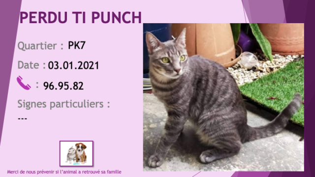 PERDU TI PUNCH chat tigré gris tatoué et pucé au PK7 le 03/01/2021 Perd1225