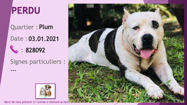 pitbull - PERDU pitbull (amstaff) blanc avec taches noires (dont un oeil gauche) à Plum le 03/01/2021 Perd1242