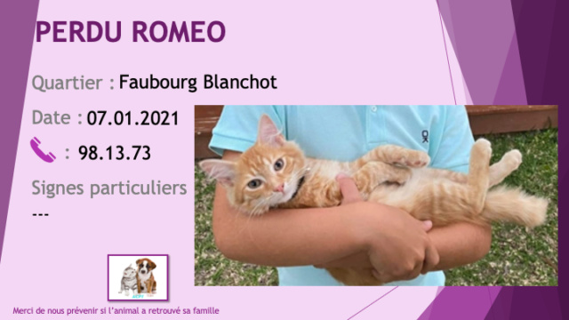 PERDU ROMEO chat tigré roux poils longs au Fabourg Blanchot le 07/01/2021 Perd1250