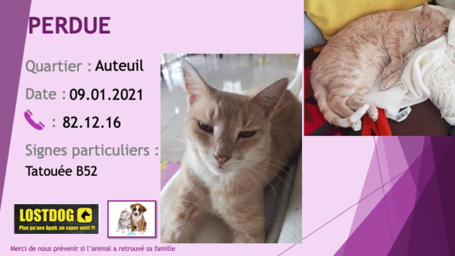 chatte - PERDUE chatte tigrée rousse sable tatouée B52 à Auteuil le 09/01/2021 Perd1264