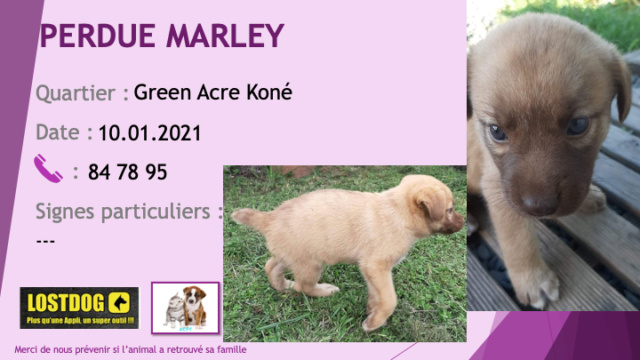 PERDUE MARLEY chiot de 3 mois marron beige à Green acre Koné le 10/02/2021 Perd1273