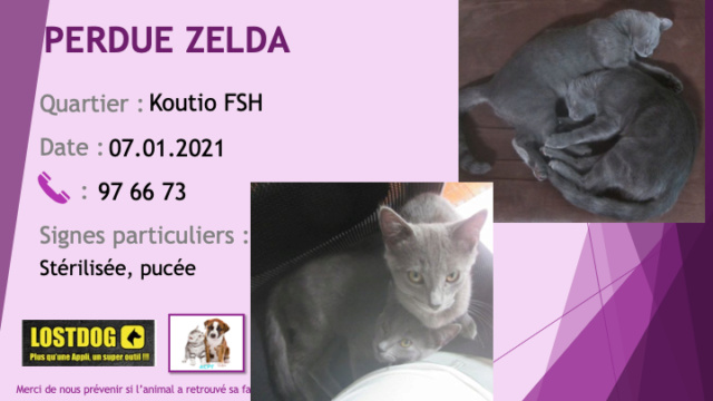 PERDUE ZELDA chatte légèrement tigrée gris souris (chatreux), yeux dorés, stérilisée, pucée à Koutio FSH le 07/01/2021 Perd1283
