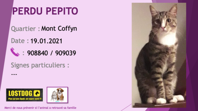PERDU PEPITO chat tigré chaussettes, cou, bout de nez blancs pucé au Mont Coffyn le 19/01/2021 Perd1291
