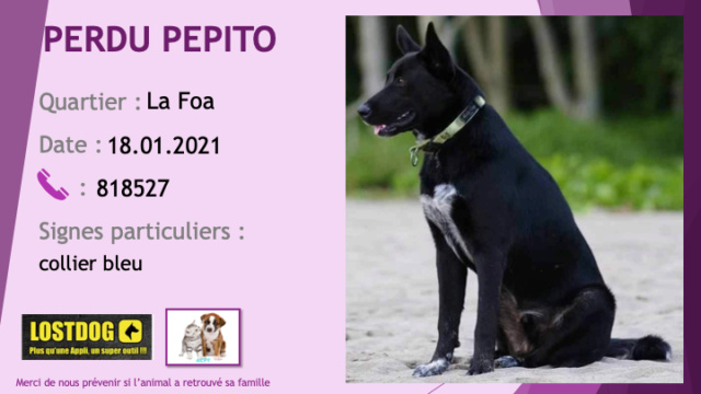 PERDU PEPITO chien type berger noir tache poitrail et chaussettes blanches collier bleu à La Foa le 18/01/2021 Perd1296