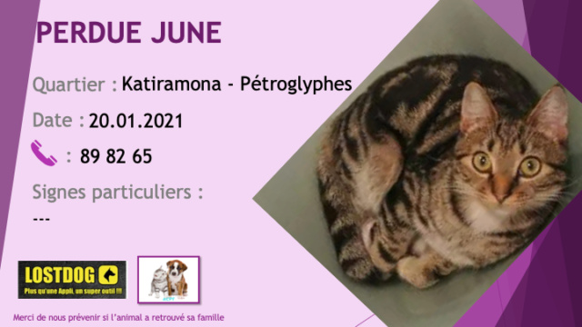 chatte - PERDUE JUNE chatte tigrée noire et beige grosses rayures secteur Katiramona Pétroglyphes le 20/01/2021 Perd1297