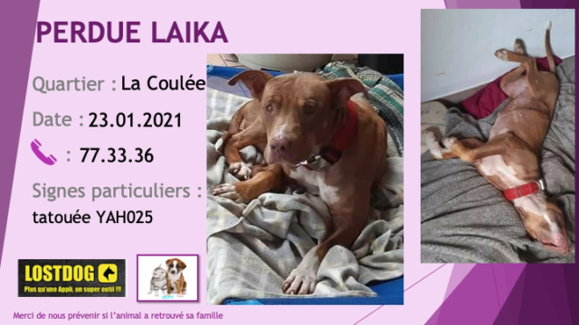 pitbull - PERDUE LAIKA pitbull marron clair, oreilles non coupées chaussettes, poitrail petite tache sur le nez blancs  tatouée YAH025 à La Coulée le 23/01/2021 Perd1308